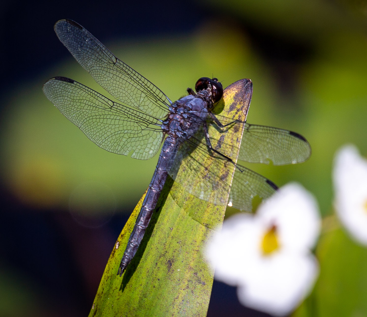 Featured Detailed Dragonfly